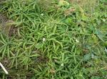 grass_006.jpg