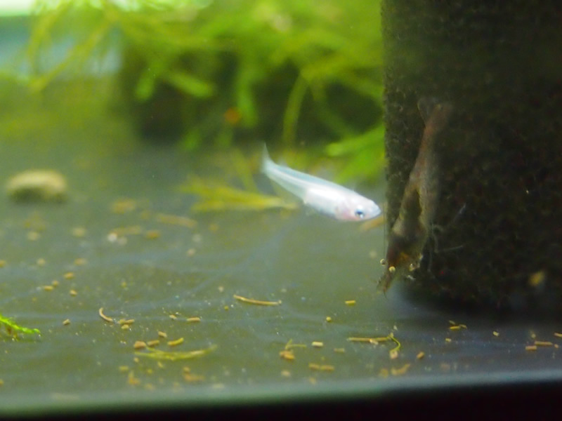 2cmになったメダカちゃん: 雅アクア