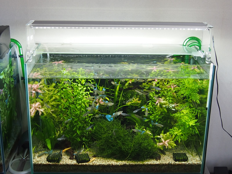 ADA AQUASKY 601 (60cm水槽用)美品！ - ペット用品